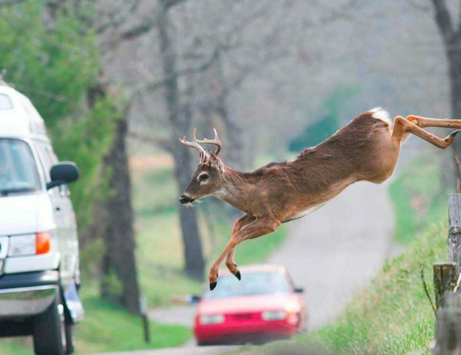 Deer jumping in front of vehicle.