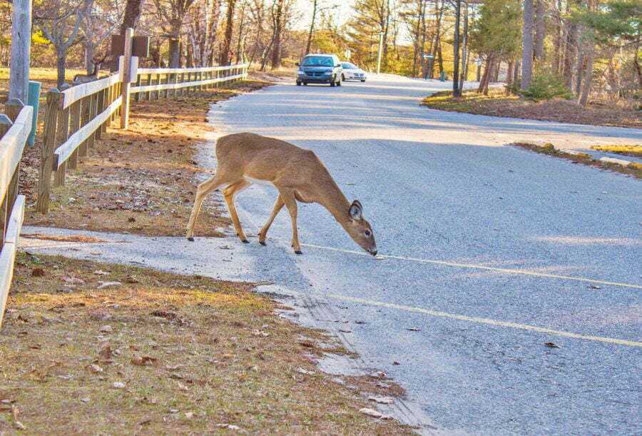 Deer eating on road with an on-coming car in the distance.